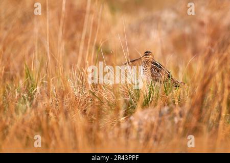 Common snipe, Gallinago gallinago, stocky wader native in Europe, hidden in the grass. Snipe on the meadow in Brdy mountain, Czech Republic. Travel in Stock Photo