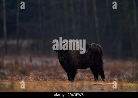 Bison in the autumn forest, sunny scene with big brown animal in the nature habitat, yellow leaves on the rain trees, Bialowieza NP, Poland. Wildlife Stock Photo