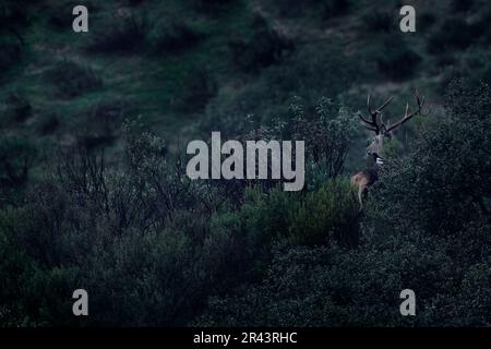 Deer with magpie bird on back from Spain in Sierra de Andujar mountain. Rutting season Red deer, majestic powerful animal outside the wood, big animal Stock Photo