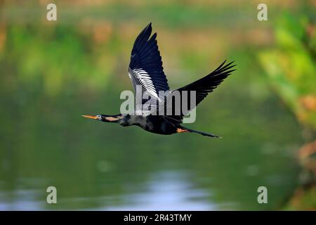 Anhinga (Anhinga anhinga), adult flying in breeding plumage, Wakodahatchee Wetlands, Delray Beach, Florida, North America, USA Stock Photo