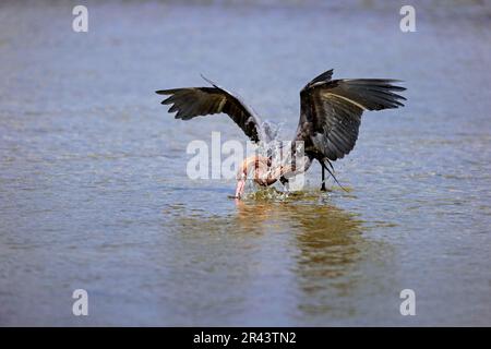 Reddish egret (Egretta rufescens), Blue-footed Heron, adult in water foraging, Sanibe, North America, Iceland, USA Stock Photo