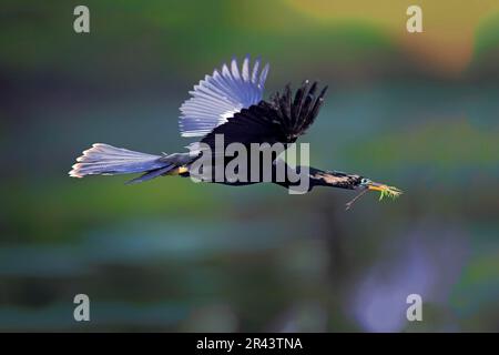Anhinga (Anhinga anhinga), adult flying in breeding plumage with nesting material, Wakodahatchee Wetlands, Delray Beach, Florida, North America, USA Stock Photo