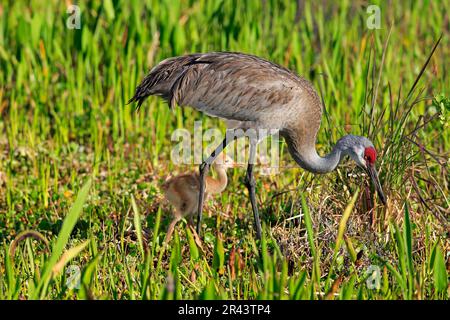 Sandhill crane (Grus canadensis), adult with juvenile, Viera Wetlands, Brevard County, Florida, North America, USA Stock Photo