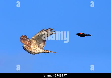Cooper's hawk (Accipiter cooperii), adult flying being attacked by red-winged blackbird (Agelaius phoeniceus), Wakodahatchee Wetlands, Delray Beach Stock Photo