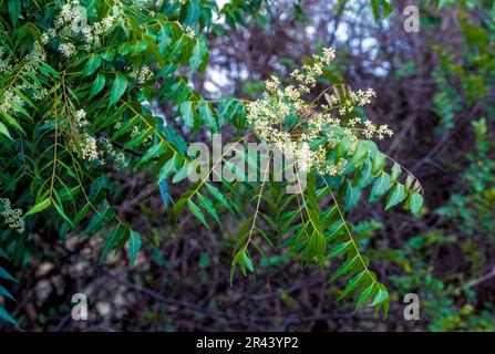 Neem leaves with flower (Azadirachta Indica a. juss) (Melia azadirachta linn) on a Village road side Tamil Nadu, South India, India, Asia Stock Photo