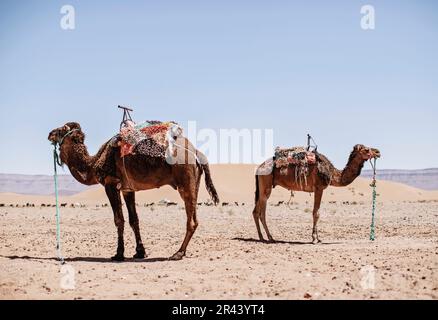 Two camels stand facing away from each other in the desert, Morocco Stock Photo