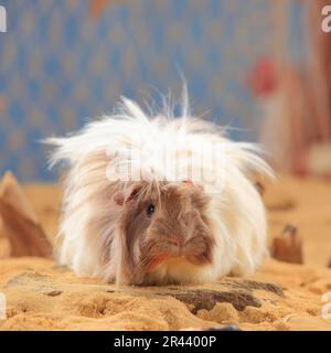 Angora Guinea Pig Pig, Slateblue-Gold-White Stock Photo