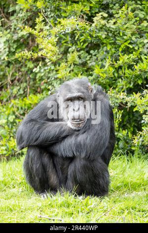 While waiting to be fed, this captive chimpanzee would sit and wait patiently until food arrived. Stock Photo