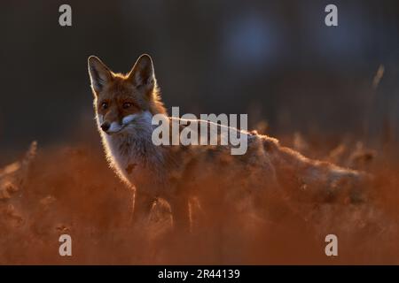Wildlife - fox run on orange autumn gress meadow. Cute red Fox, Vulpes vulpes in fall forest. Beautiful animal in nature habitat. Wildlife scene from Stock Photo