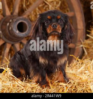 Cavalier King Charles Spaniel, black-and-tan, 6 months Stock Photo