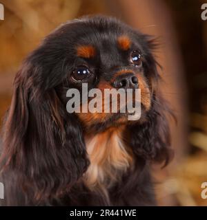 Cavalier King Charles Spaniel, black-and-tan, 6 months Stock Photo