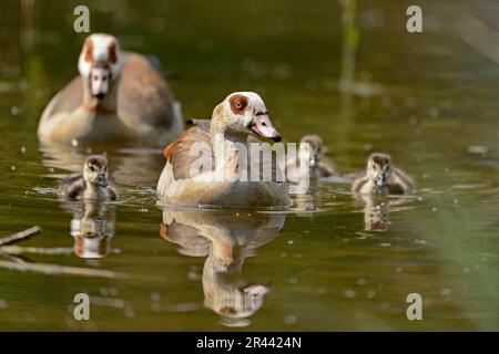 Egyptian goose, Alopochen aegyptiacus, pair and goslings Stock Photo