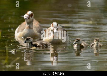 Egyptian goose, Alopochen aegyptiacus, pair and goslings Stock Photo