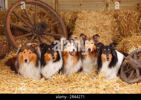 Collies, Scottish Shepherd Dog Stock Photo