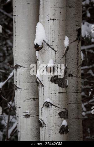 Snow Covered Aspen Trees in Colorado Stock Photo