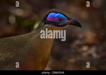 Giant coua, Coua gigas, bird in the nature habitat, Kirindy Dorest in Madagascar. Stock Photo