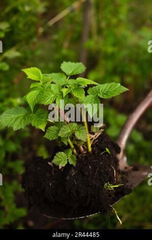 Metal shovel holding young raspberry bush to be planted in ground Stock Photo