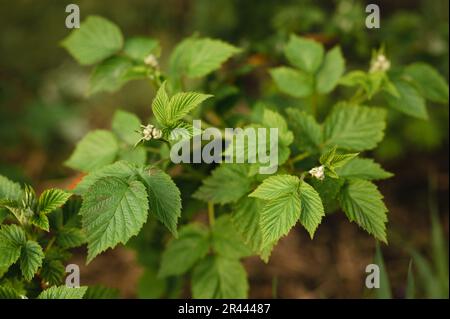 Close up of Raspberry Flower Buds on Raspberry Bushes in Spring Stock Photo