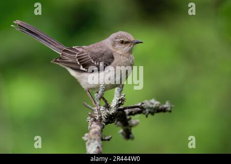 A Northern Mockingbird Perched on a May Evening Stock Photo