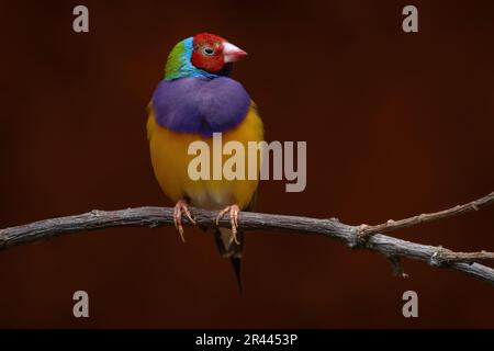 Gouldian finch, Chloebia gouldiae, rainbow bird from north of Australia. Red, blue, violet yellow bird sitting on the branch in the nature habitat. Bi Stock Photo