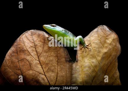 Green skink lizard on a dead leaf Stock Photo