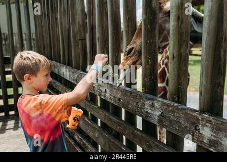 Child feeding a giraffe at the zoo Stock Photo