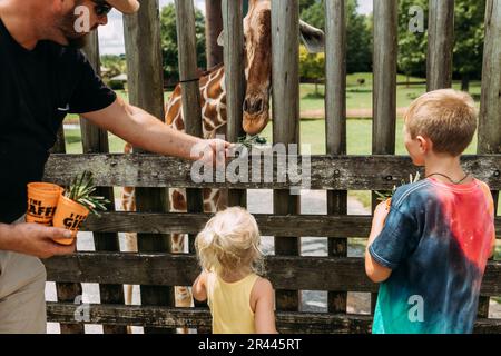 Family feeding a giraffe behind zoo enclosure Stock Photo