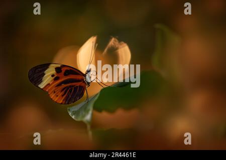 Buterfly from Costa Rica, Heliconius ismenius. Insect on flower bloom in the nature habitat.  in Costa Rica. Wildlife nature. Tropic butterfly in the Stock Photo