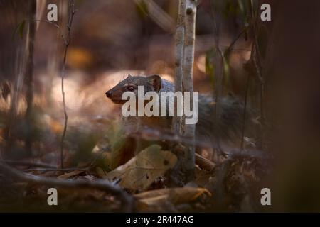 Bokyboky, Mungotictis decemlineata, wild animal, Narrow-striped Mongoose dry leaves of a dense deciduous Kirindy Forest, Madagascar. Vontsira among in Stock Photo