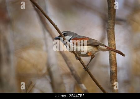 Red-tailed vanga, Calicalicus madagascariensis, bird endemic Madagascar. Male and female of red black vanga sitting on the branch in forest. Nesting s Stock Photo
