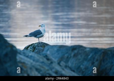 seagull standing on a rock by the fjord in Norway. Seabird in Scandinavia. Landscape photo Stock Photo