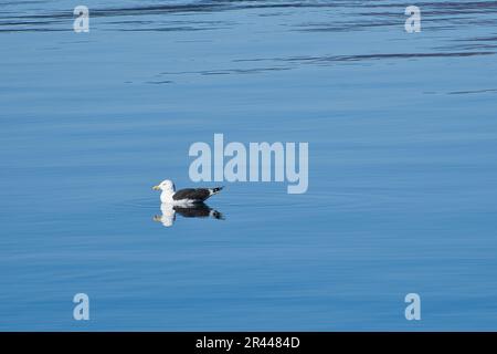 seagull swims on the fjord in Norway in calm water. The sea bird is reflected in the water. Animal photo from Scandinavia Stock Photo