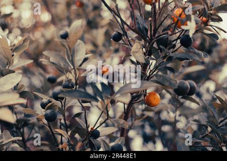 Fresh oranges with green leaves, source of vitamin C. Stock Photo