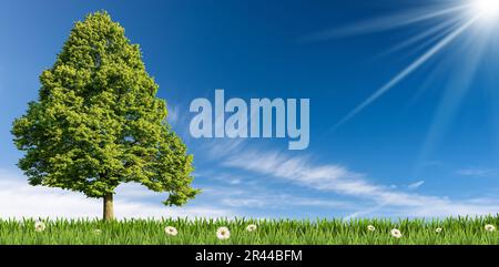 Solitary green tree on a green meadow with daisy flowers against a clear blue sky with clouds, sunbeams and copy space. Stock Photo