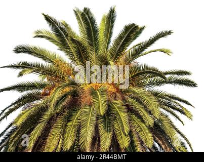 Close-up of a date palm tree with orange fruits and green leaves isolated on white background. La Spezia, Liguria, Italy, southern Europe. Stock Photo