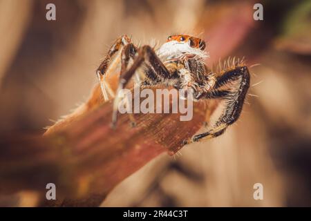 Close up a Jumping spider on green leaf, Selective focus, Macro photos. Stock Photo