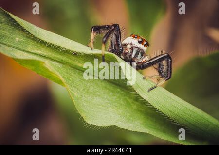 Close up a Jumping spider on green leaf, Selective focus, Macro photos. Stock Photo