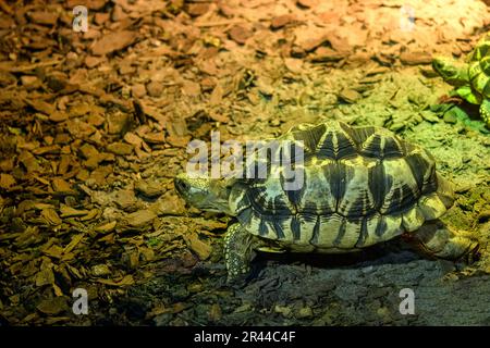 Burmese star tortoise, Geochelone platynota Stock Photo