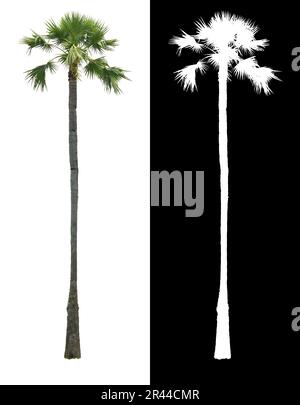 Asian Thai high Palm tree or Sugar palm tree, Toddy palm isolated on white background with alpha channel shadow split. Stock Photo