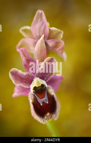 Ophrys tenthredinifera x passionis garganica hybryd Gargano in Italy. European terrestrial wild orchid, nature habitat. Beautiful detail bloom, spring Stock Photo