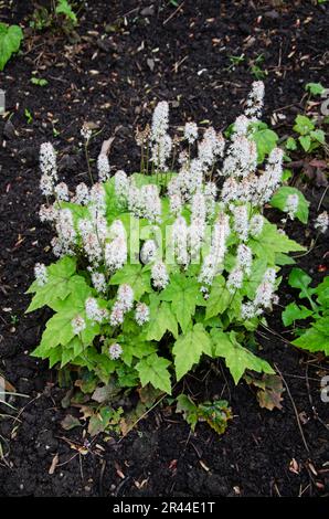 Close up view from above of heartleaf foamflower in bloom. Tiarella cordifolia Stock Photo