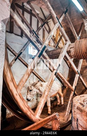 Donkey work, on the treadmill. A donkey-powered wheel for bringing up water from a deep well, Carisbrooke Castle, Isle of Wight, Hampshire, UK Stock Photo