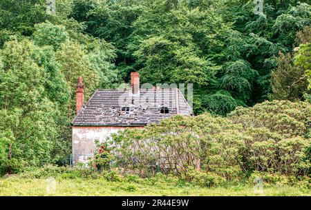 Hole in the roof, old cottage in Blackwood Forest, Hampshire, UK Stock Photo