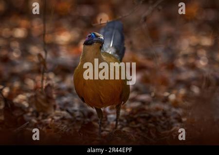 Giant coua, Coua gigas, bird in the nature habitat, Kirindy Dorest in Madagascar. Stock Photo