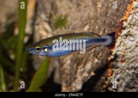 Madagascar Rainbowfish, Bedotia madagascariensis, Bedotidae, endemic of ...