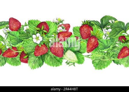 Seamless border of bushes of ripe strawberries with green leaves and white flowers. Watercolor illustration isolated on white background. The applicat Stock Photo