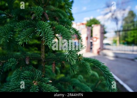Spruce branches in the city close-up on blurred background Stock Photo