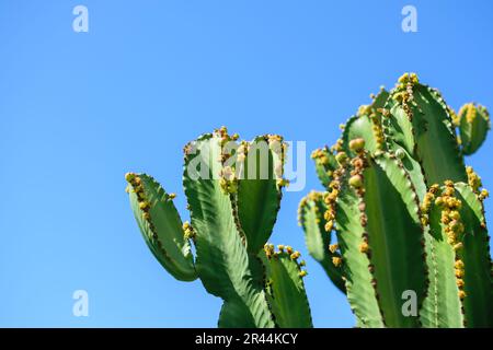 Image of cactus plants in good growth with blue clear sky background Stock Photo