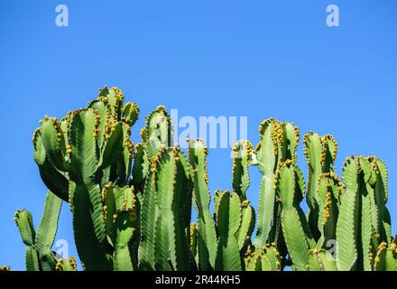 Image of cactus plants in good growth with blue clear sky background Stock Photo