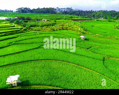 Aerial shot on terraced green paddy fields in Semarang, Indonesia. Drone photography. Stock Photo